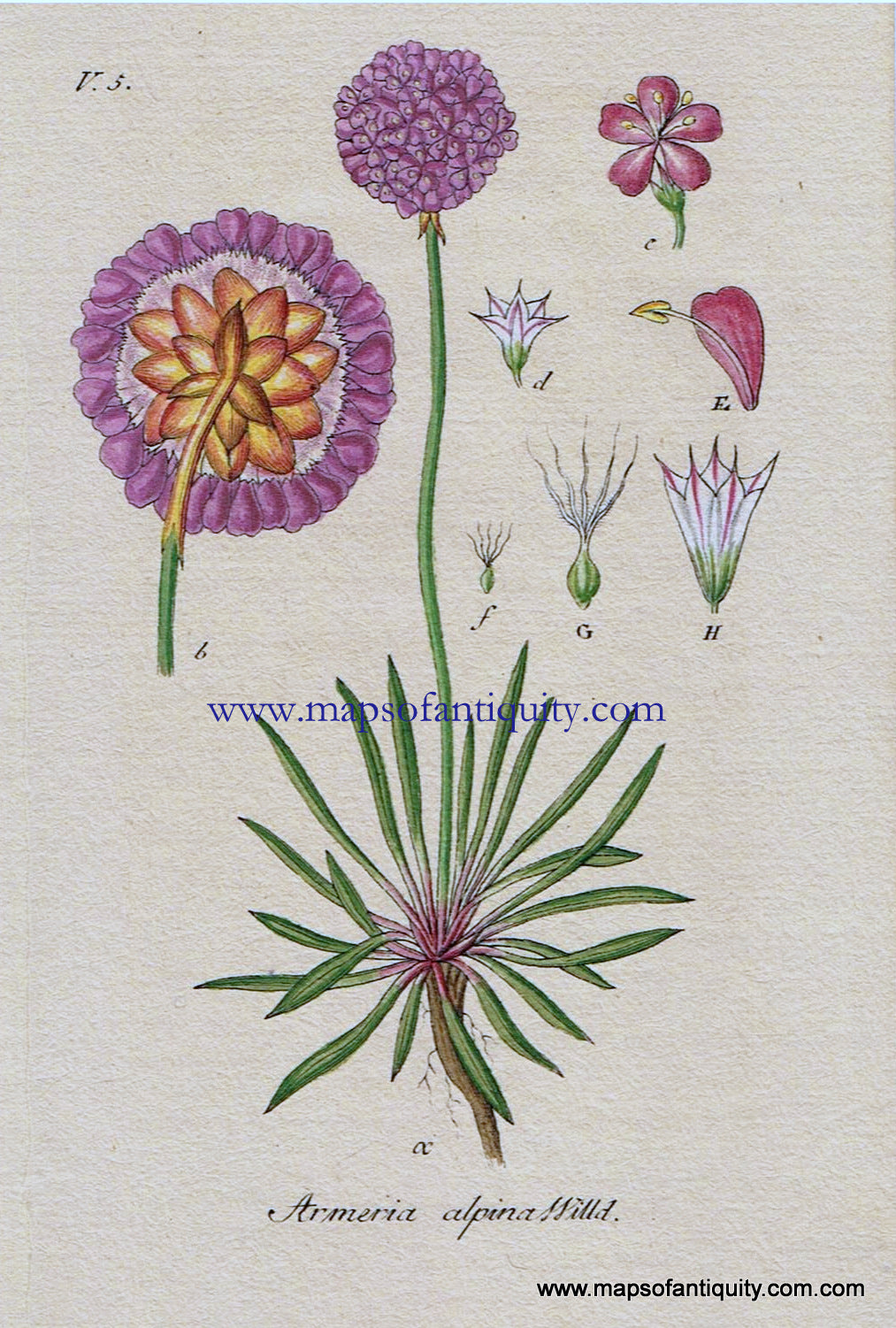 Antique-Hand-Colored-Botanical-Print-Armeria-alpina-Willd.-Or-mountain-thrift-Botanical-Illustration-Antique-Prints--Natural-History-Botanical-1828-Jacob-Sturm-Maps-Of-Antiquity