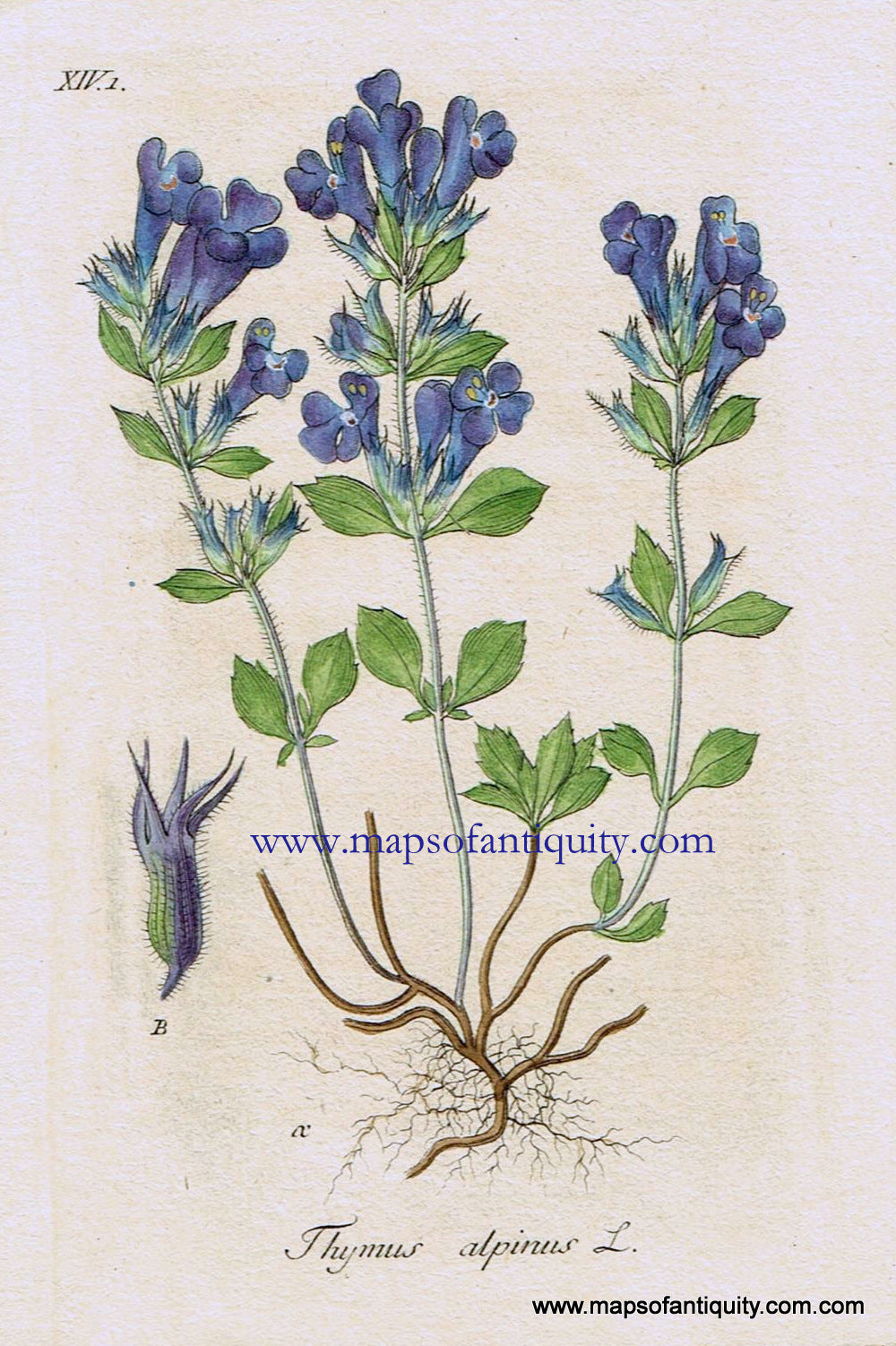 Antique-Hand-Colored-Botanical-Print-Thymus-alpinus-L.-or-mountain-thyme-Botanical-Illustration-**********-Antique-Prints--Natural-History-Botanical-1828-Jacob-Sturm-Maps-Of-Antiquity