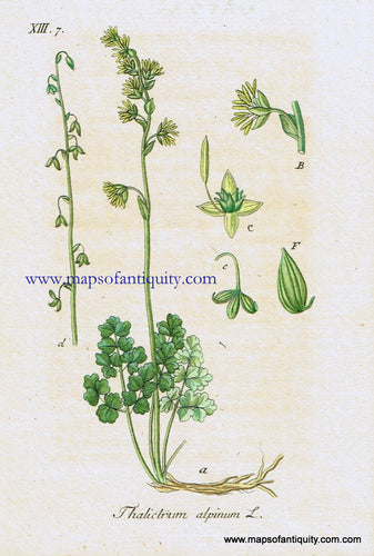 Antique-Hand-Colored-Botanical-Print-Thalictrum-alpinum-L.-or-alpine-meadow-rue-Antique-Prints--Natural-History-Botanical-1828-Jacob-Sturm-Maps-Of-Antiquity