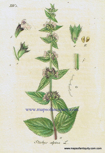 Antique-Hand-Colored-Botanical-Print-Stachys-alpina-L.-or-mountain-heal-all-or-woundwort-Antique-Prints--Natural-History-Botanical-1828-Jacob-Sturm-Maps-Of-Antiquity