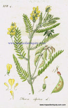 Load image into Gallery viewer, Antique-Hand-Colored-Botanical-Print-Phaca-alpina-L.-or-Astragalus-alpinus-L.-or-alpine-milkvetch-Antique-Prints--Natural-History-Botanical-1808-Jacob-Sturm-Maps-Of-Antiquity
