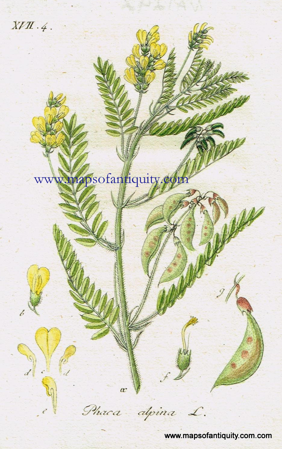 Antique-Hand-Colored-Botanical-Print-Phaca-alpina-L.-or-Astragalus-alpinus-L.-or-alpine-milkvetch-Antique-Prints--Natural-History-Botanical-1808-Jacob-Sturm-Maps-Of-Antiquity