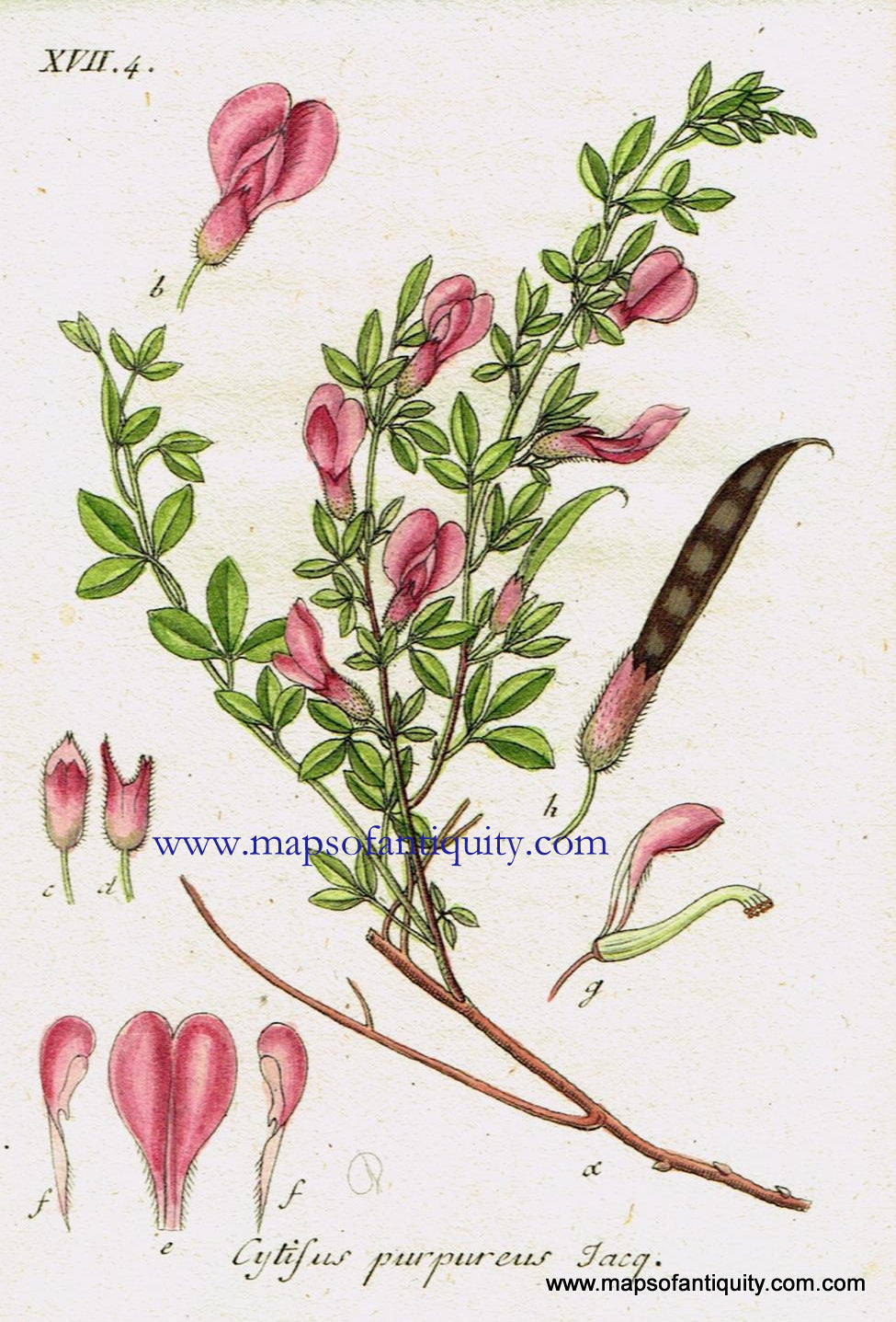 Antique-Hand-Colored-Botanical-Print-Cytifus-purpureus-Scop.-Or-purple-broom-Antique-Prints--Natural-History-Botanical-1808-Jacob-Sturm-Maps-Of-Antiquity