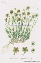 Load image into Gallery viewer, Antique-Hand-Colored-Botanical-Print-Arenaria-austriaca-Jacq.-Or-Austrian-sandwort-Antique-Prints--Natural-History-Botanical-1808-Jacob-Sturm-Maps-Of-Antiquity
