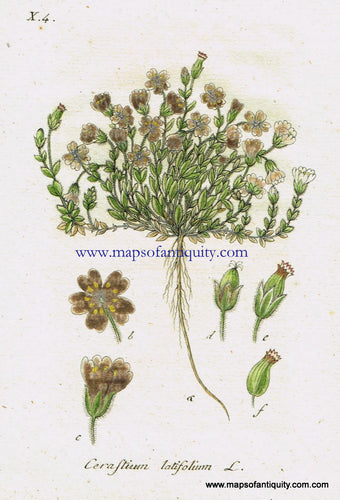 Antique-Hand-Colored-Botanical-Print-Cerastium-latifolium-L.-or-alpine-chickweed-Antique-Prints--Natural-History-Botanical-1808-Jacob-Sturm-Maps-Of-Antiquity