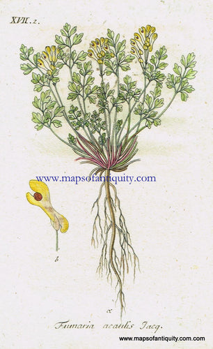 Antique-Hand-Colored-Botanical-Print-Fumaria-acaulis-Wulf.-Or--Pseudofumaria-alba-or-pale-corydalis-Antique-Prints--Natural-History-Botanical-1808-Jacob-Sturm-Maps-Of-Antiquity