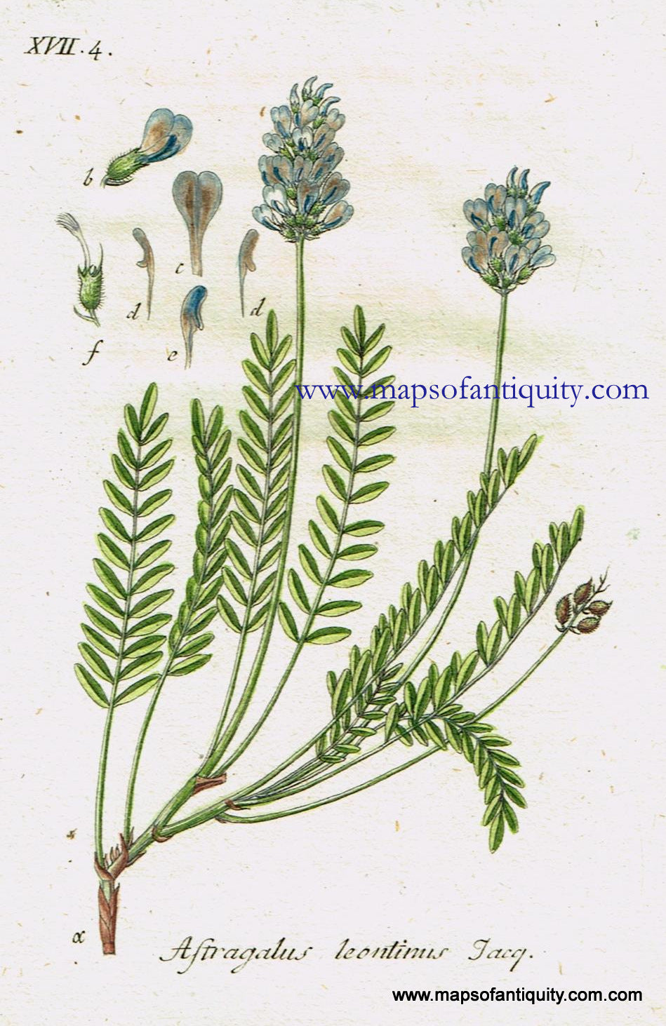 Antique-Hand-Colored-Botanical-Print-Astragalus-leontinus-Jacq.-Or-milkvetch-Antique-Prints--Natural-History-Botanical-1808-Jacob-Sturm-Maps-Of-Antiquity
