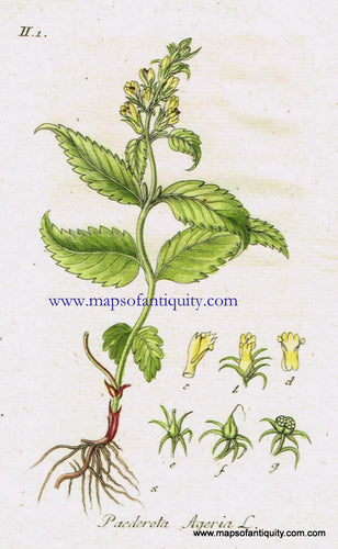 Antique-Hand-Colored-Botanical-Print-Paederota-Ageria-L.-or-alpine-veronica-Antique-Prints--Natural-History-Botanical-1808-Jacob-Sturm-Maps-Of-Antiquity