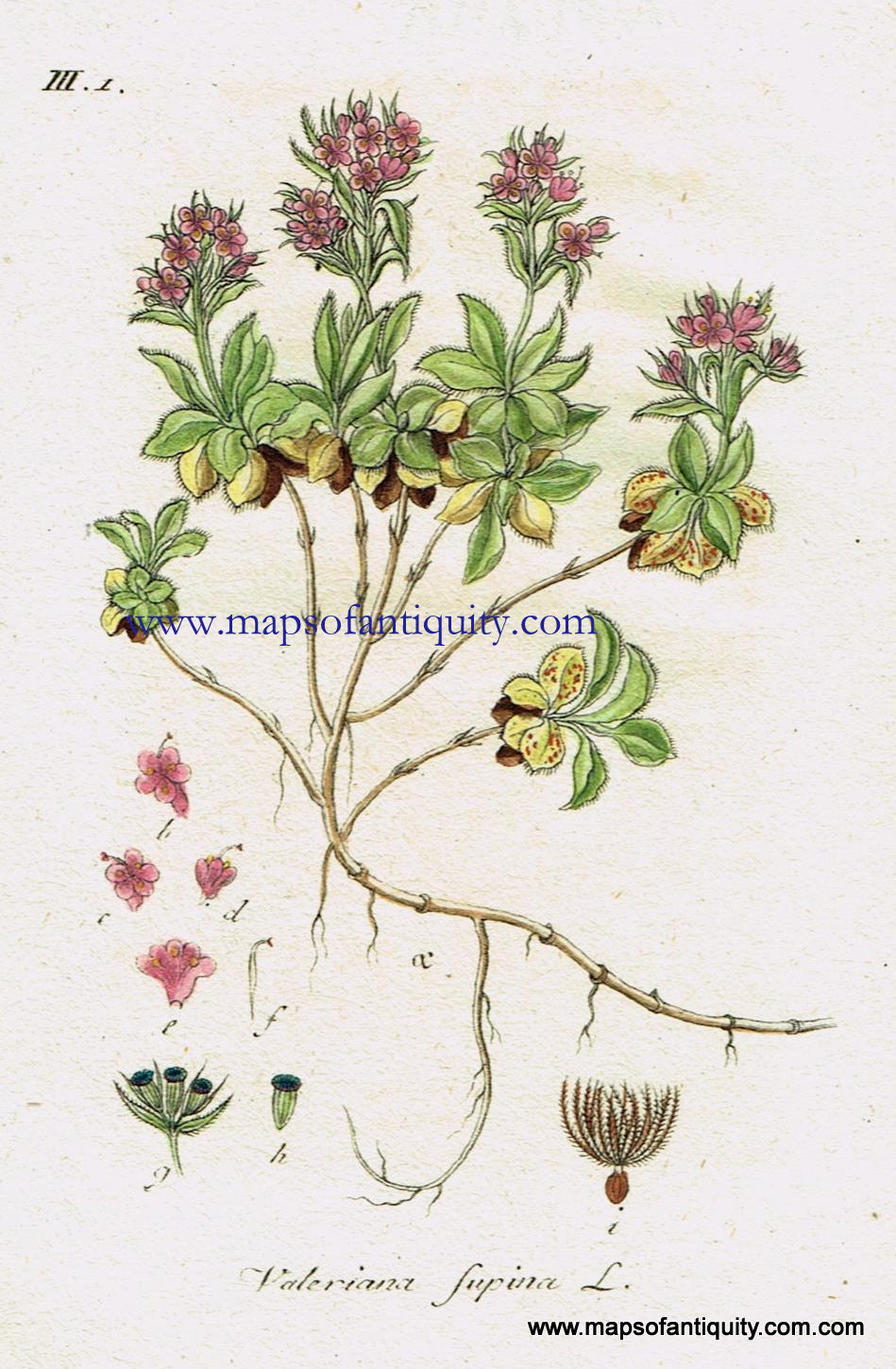 Antique-Hand-Colored-Botanical-Print-Valeriana-supina-L.-or-dwarf-valerian-Antique-Prints--Natural-History-Botanical-1808-Jacob-Sturm-Maps-Of-Antiquity