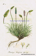 Load image into Gallery viewer, Antique-Hand-Colored-Botanical-Print-Plantago-Wulfenii-Sprengel-similar-to-Plantago-lanceolata-or-narrowleaf-plantain-Antique-Prints--Natural-History-Botanical-1808-Jacob-Sturm-Maps-Of-Antiquity
