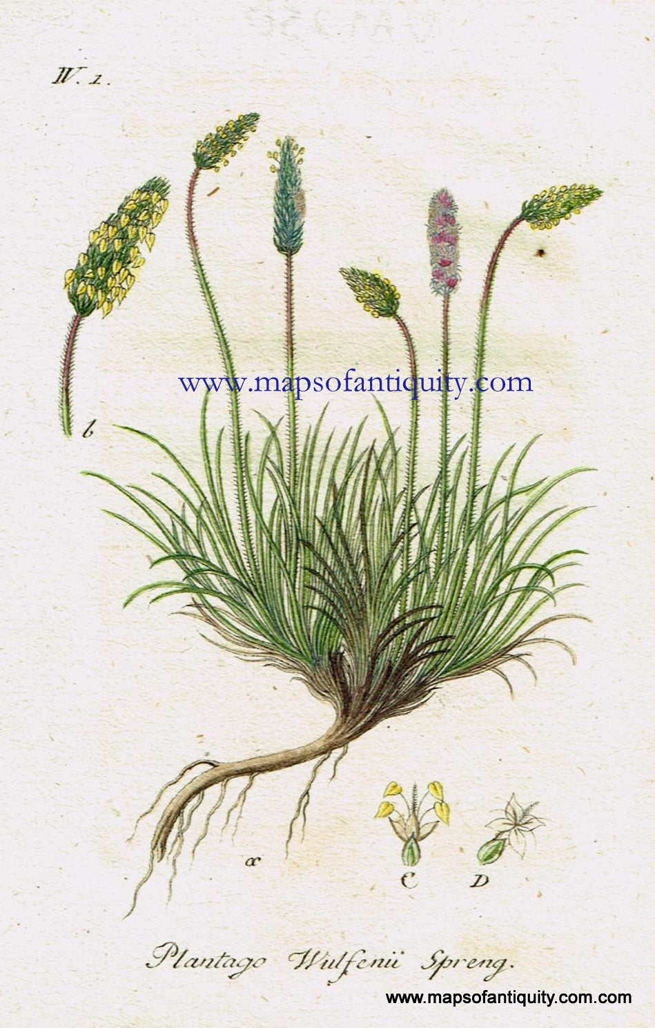 Antique-Hand-Colored-Botanical-Print-Plantago-Wulfenii-Sprengel-similar-to-Plantago-lanceolata-or-narrowleaf-plantain-Antique-Prints--Natural-History-Botanical-1808-Jacob-Sturm-Maps-Of-Antiquity