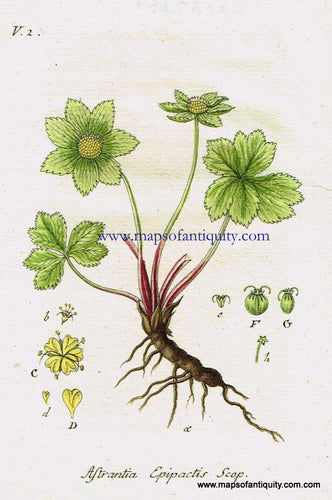 Antique-Hand-Colored-Botanical-Print-Astrantia-Epipactis-Scopoli-or-coagulating-masterwort-Antique-Prints--Natural-History-Botanical-1808-Jacob-Sturm-Maps-Of-Antiquity