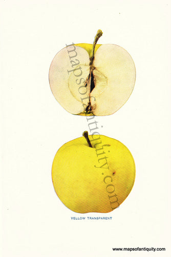 Antique-Chromolithograph-Print-Yellow-Transparent-Antique-Prints-Natural-History-Fruit-c.1900--Maps-Of-Antiquity
