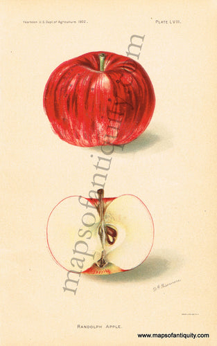 Antique-Chromolithograph-Print-Randolph-Apple-Antique-Prints-Natural-History-Fruit-1902-D.G.-Passmore-Maps-Of-Antiquity