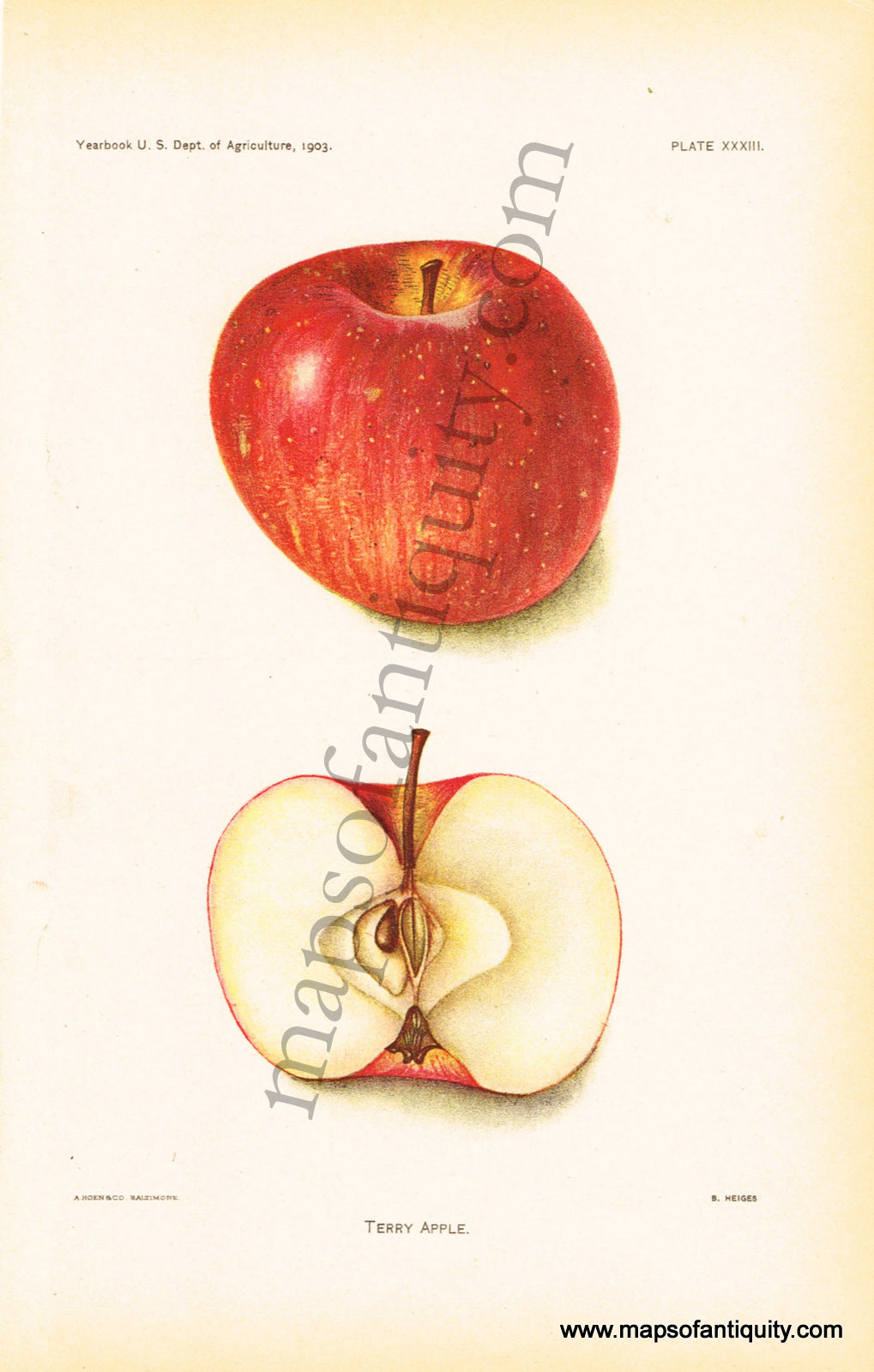 Antique-Chromolithograph-Print-Terry-Apple-Antique-Prints-Natural-History-Fruit-1903-B.-Heiges-Maps-Of-Antiquity