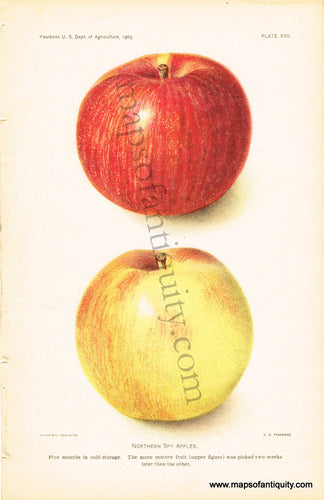 Antique-Chromolithograph-Print-Northern-Spy-Apples-Antique-Prints-Natural-History-Fruit-1903-D.G.-Passmore-Maps-Of-Antiquity