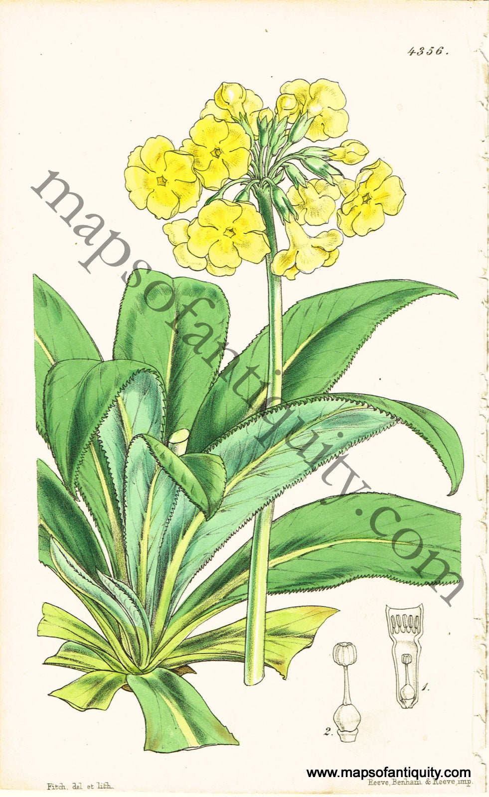 Antique-Hand-Colored-Print-Primula-stuartii-(Stuart's-Primrose)-Antique-Prints-Natural-History-Botanical-1848-Fitch-Maps-Of-Antiquity