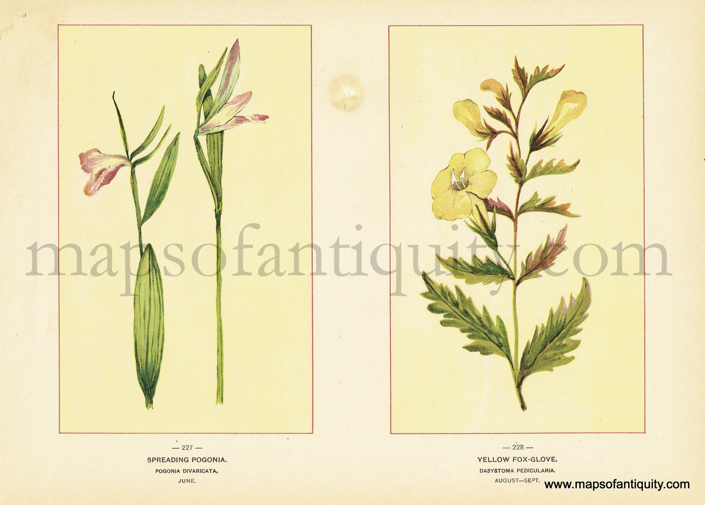 Antique-Chromolithograph-Print-Spreading-Pogonia-&-Yellow-Fox-Glove-Antique-Prints-Natural-History-Botanical-1894--Maps-Of-Antiquity