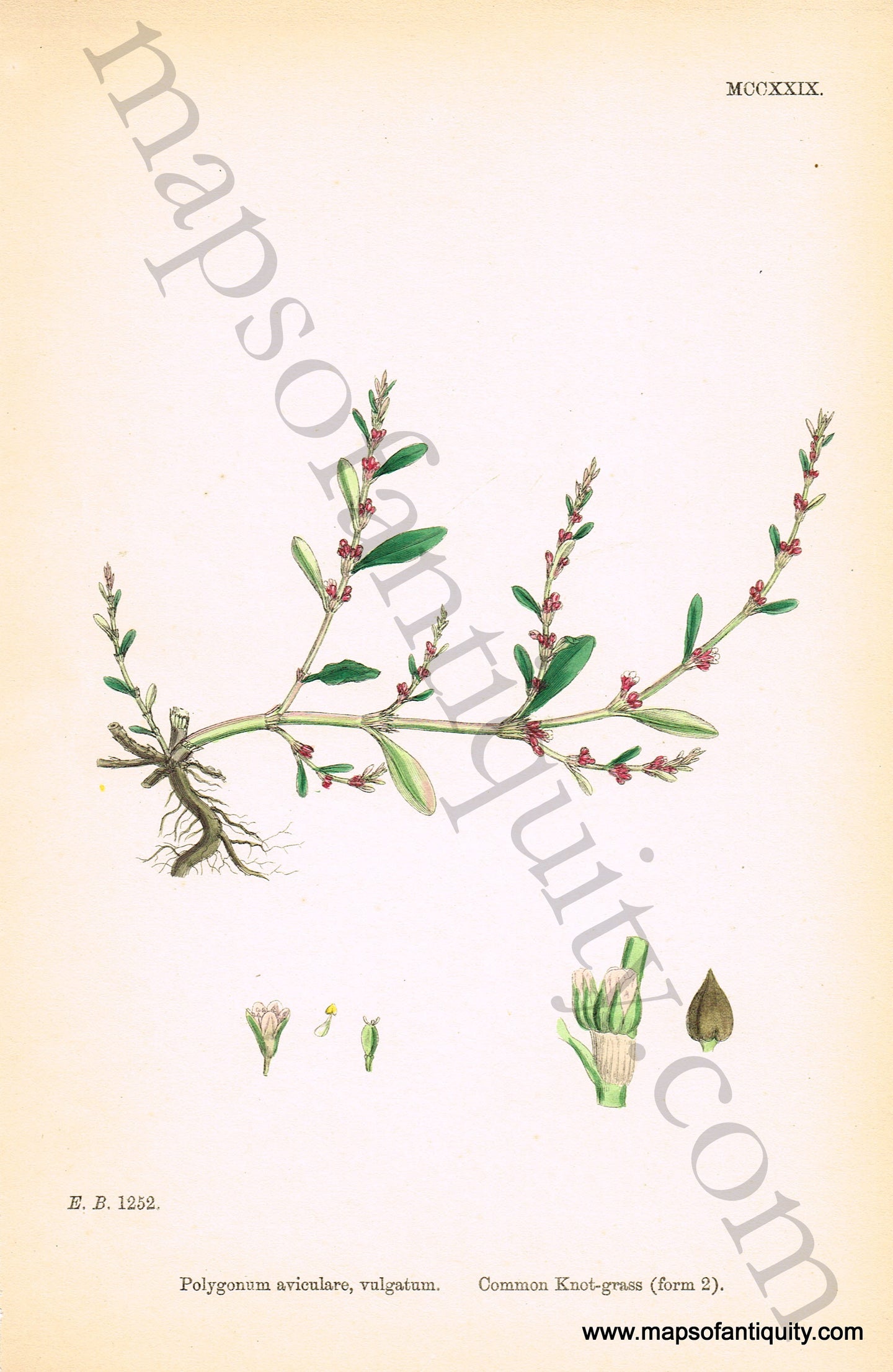 Antique-Hand-Colored-Print-Polygonum-aviculare-vulgatum-Antique-Prints-Natural-History-Botanical-c.-1830-Sowerby-Maps-Of-Antiquity