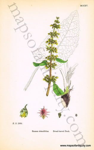 Antique-Hand-Colored-Print-Rumex-obtusifolius-Antique-Prints-Natural-History-Botanical-c.-1830-Sowerby-Maps-Of-Antiquity