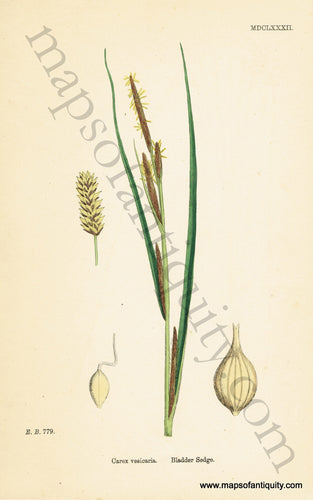 Antique-Hand-Colored-Print-Carex-vesicaria-Antique-Prints-Natural-History-Botanical-c.-1830-Sowerby-Maps-Of-Antiquity