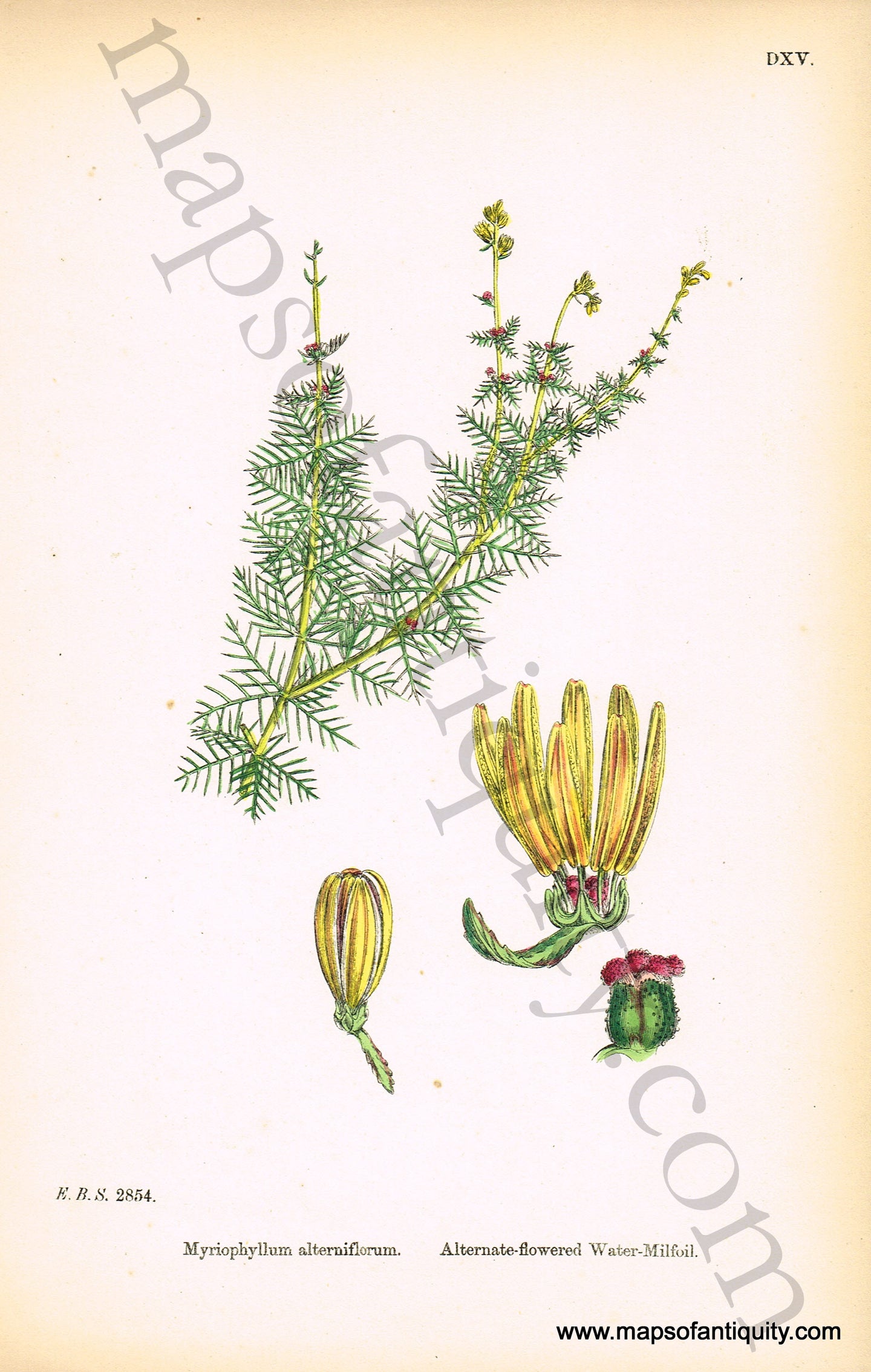 Antique-Hand-Colored-Print-Myriophyllum-alterniflorum-Antique-Prints-Natural-History-Botanical-c.-1830-Sowerby-Maps-Of-Antiquity