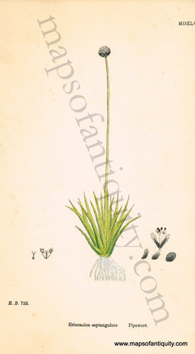 Antique-Hand-Colored-Print-Eriocaulon-septangulare-Antique-Prints-Natural-History-Botanical-c.-1830-Sowerby-Maps-Of-Antiquity