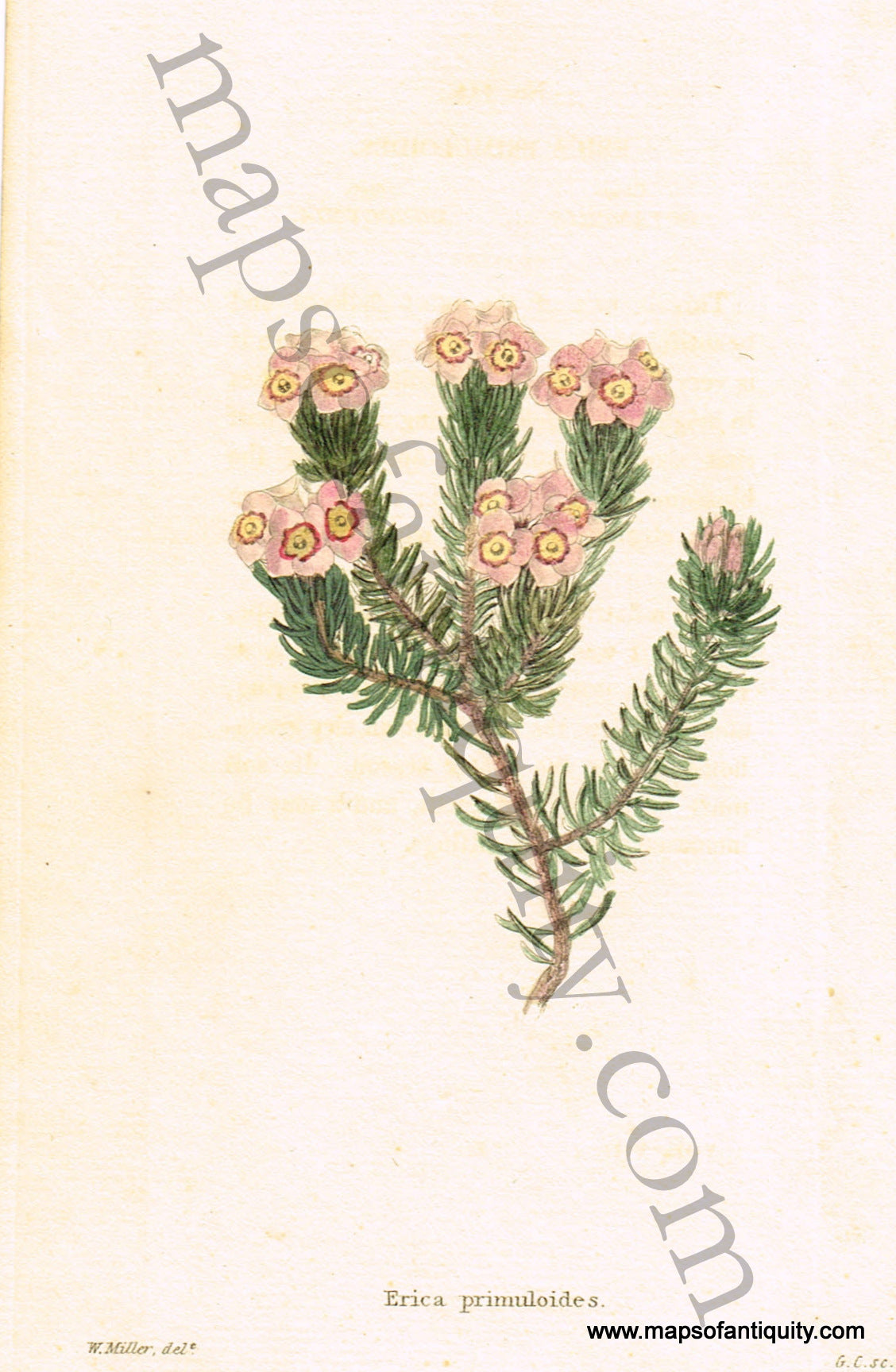 Antique-Hand-Colored-Print-Erica-primuloides-Antique-Prints-Natural-History-Botanical-c.-1820--Maps-Of-Antiquity