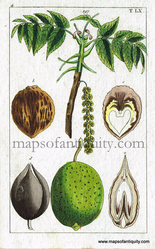 Antique-Hand-Colored-Print-Walnut-Antique-Prints-Natural-History-Botanical-c.-1800--Maps-Of-Antiquity