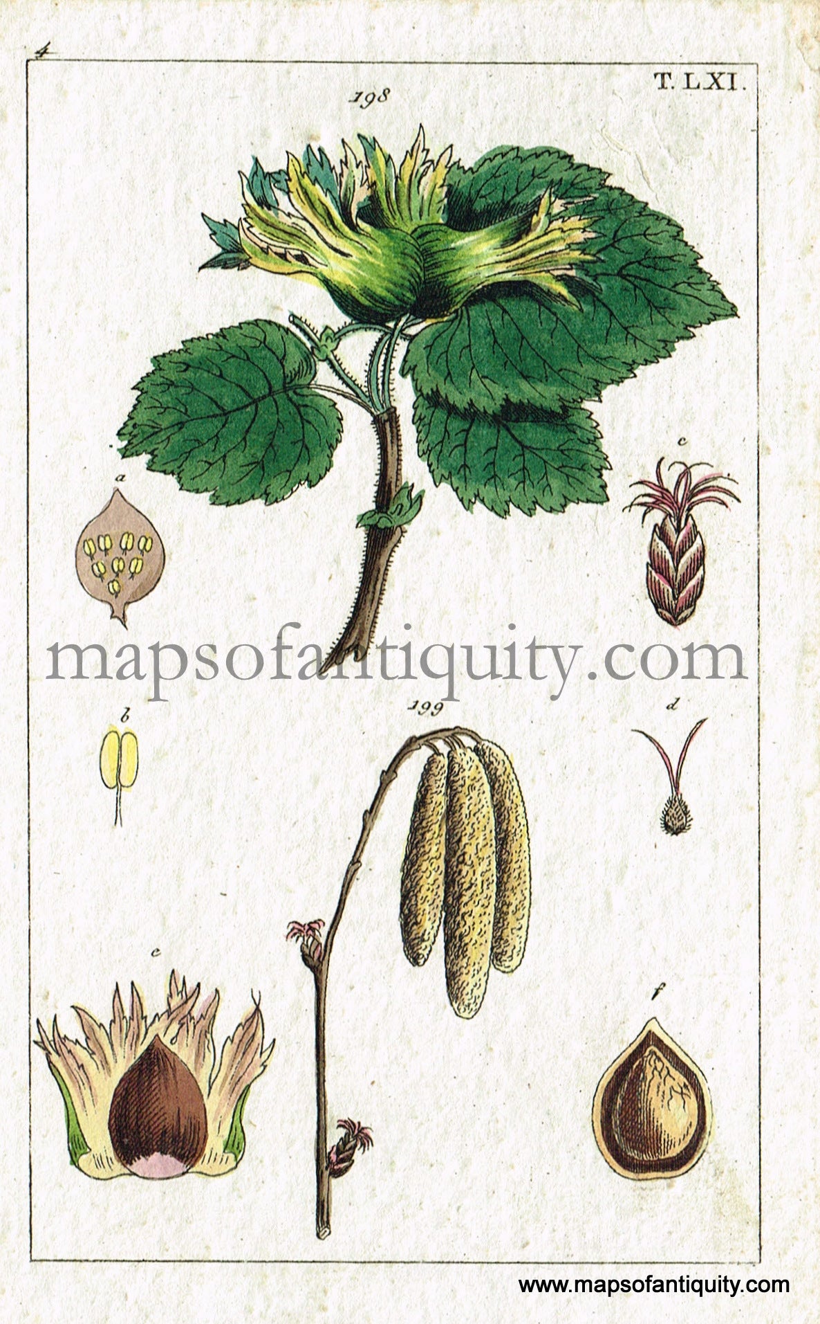 Antique-Hand-Colored-Print-Hazelnut-Antique-Prints-Natural-History-Botanical-c.-1800--Maps-Of-Antiquity