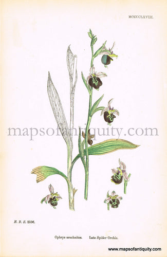 Antique-Hand-Colored-Print-Ophrys-arachnites-Antique-Prints-Natural-History-Botanical-c.-1860-Sowerby-Maps-Of-Antiquity