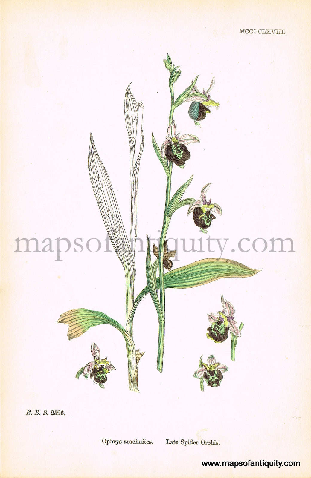 Antique-Hand-Colored-Print-Ophrys-arachnites-Antique-Prints-Natural-History-Botanical-c.-1860-Sowerby-Maps-Of-Antiquity
