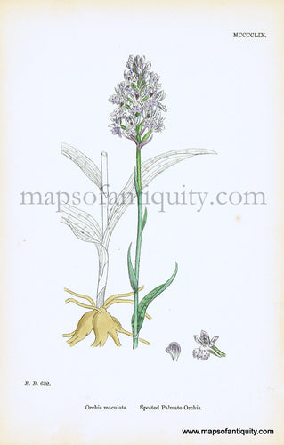 Antique-Hand-Colored-Print-Orchis-maculata-Antique-Prints-Natural-History-Botanical-c.-1860-Sowerby-Maps-Of-Antiquity