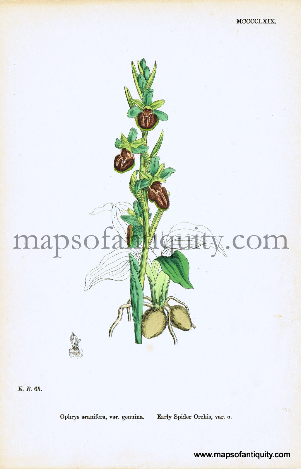 Antique-Hand-Colored-Print-Ophrys-aranifera-var.-genuina-Antique-Prints-Natural-History-Botanical-c.-1860-Sowerby-Maps-Of-Antiquity