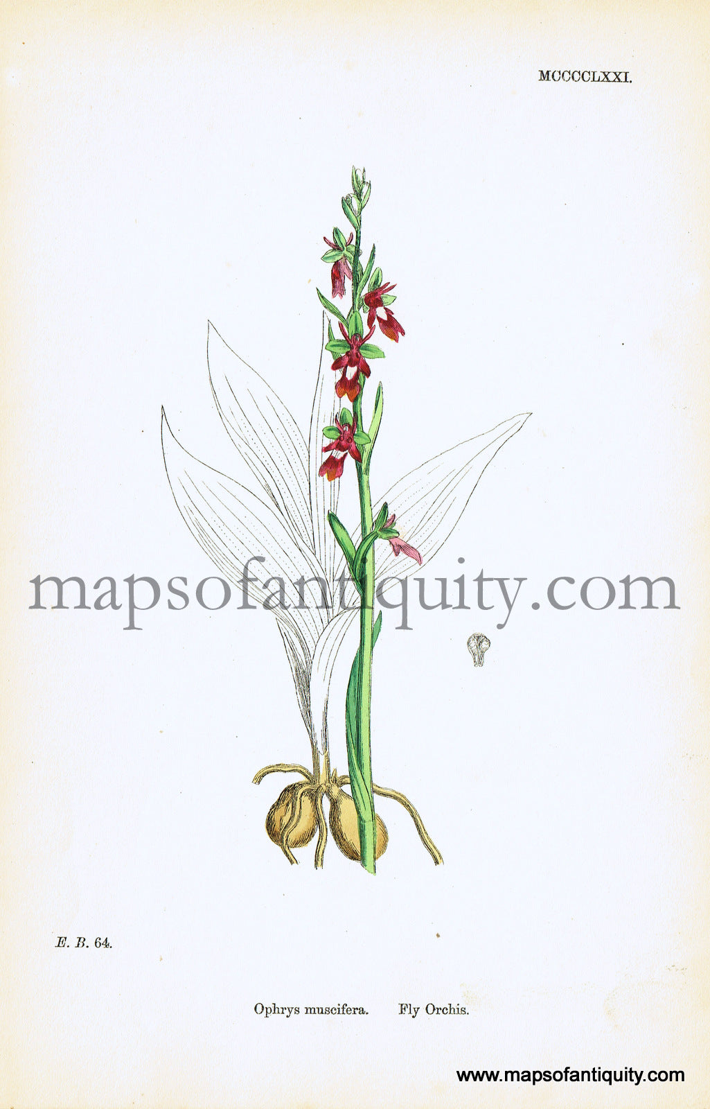 Antique-Hand-Colored-Print-Ophrys-muscifera-Antique-Prints-Natural-History-Botanical-c.-1860-Sowerby-Maps-Of-Antiquity