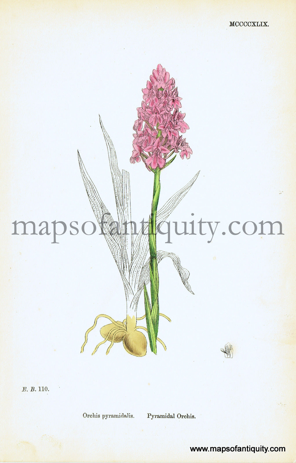 Antique-Hand-Colored-Print-Orchis-pyramidalis-Antique-Prints-Natural-History-Botanical-c.-1860-Sowerby-Maps-Of-Antiquity