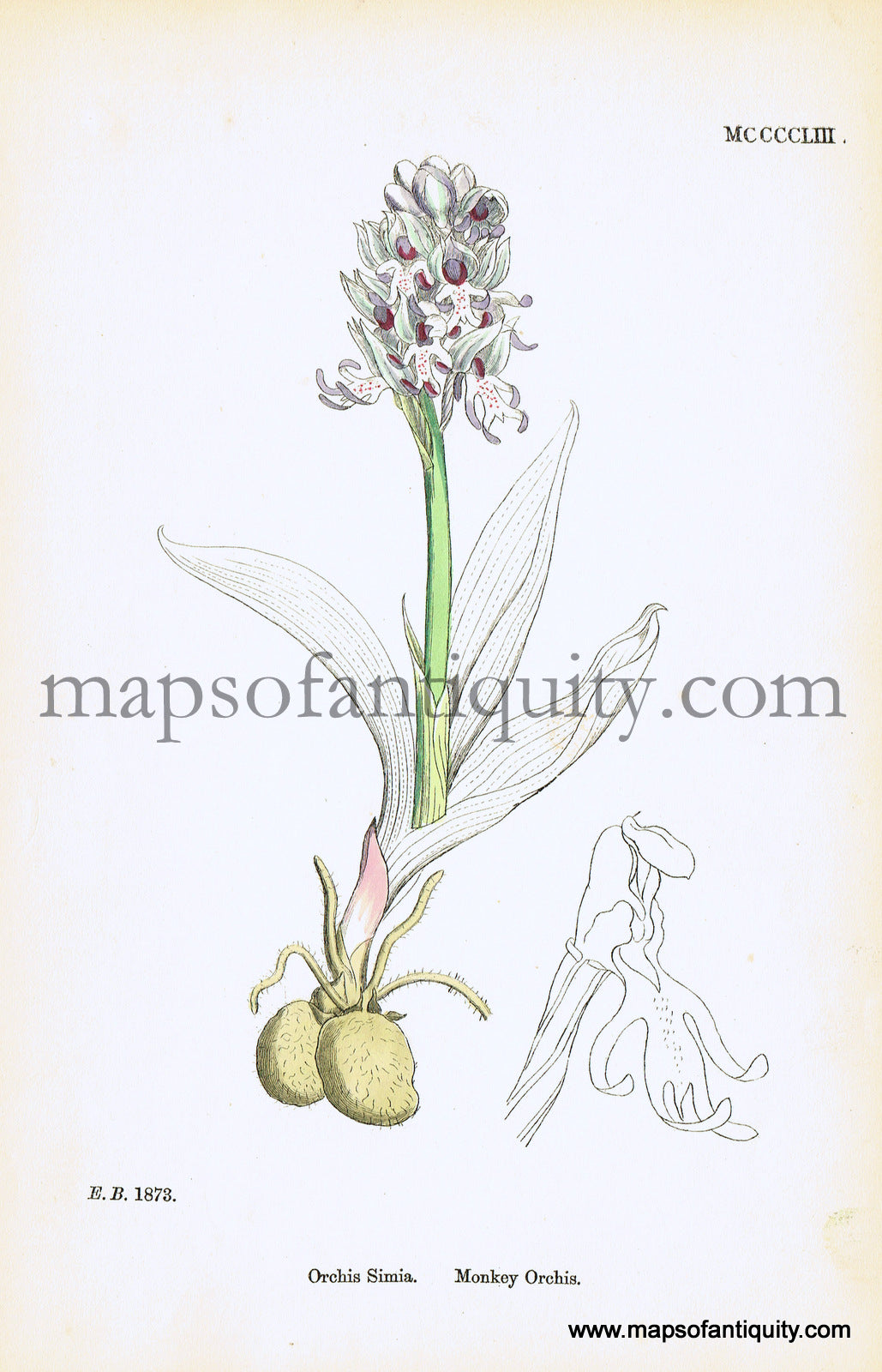 Antique-Hand-Colored-Print-Orchis-simia-Antique-Prints-Natural-History-Botanical-c.-1860-Sowerby-Maps-Of-Antiquity