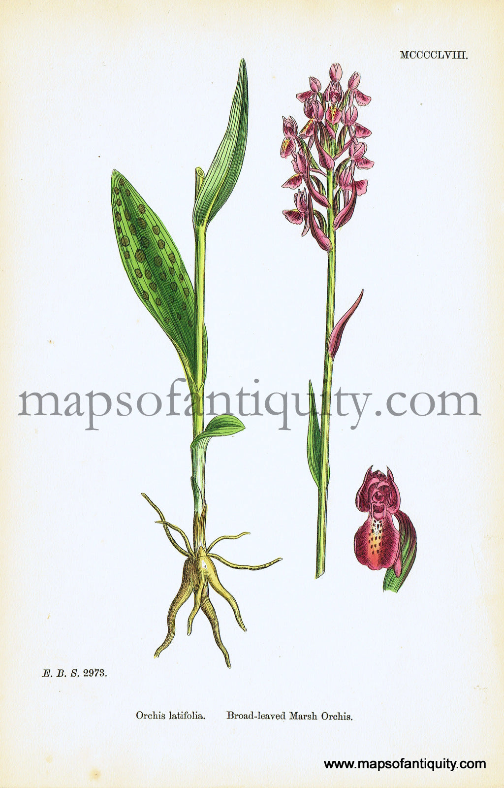 Antique-Hand-Colored-Print-Orchis-latifolia-Antique-Prints-Natural-History-Botanical-c.-1860-Sowerby-Maps-Of-Antiquity