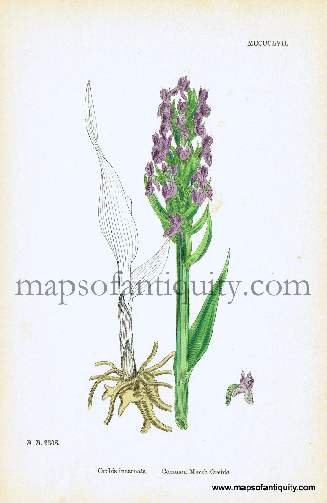 Antique-Hand-Colored-Print-Orchis-incarnata-Antique-Prints-Natural-History-Botanical-c.-1860-Sowerby-Maps-Of-Antiquity