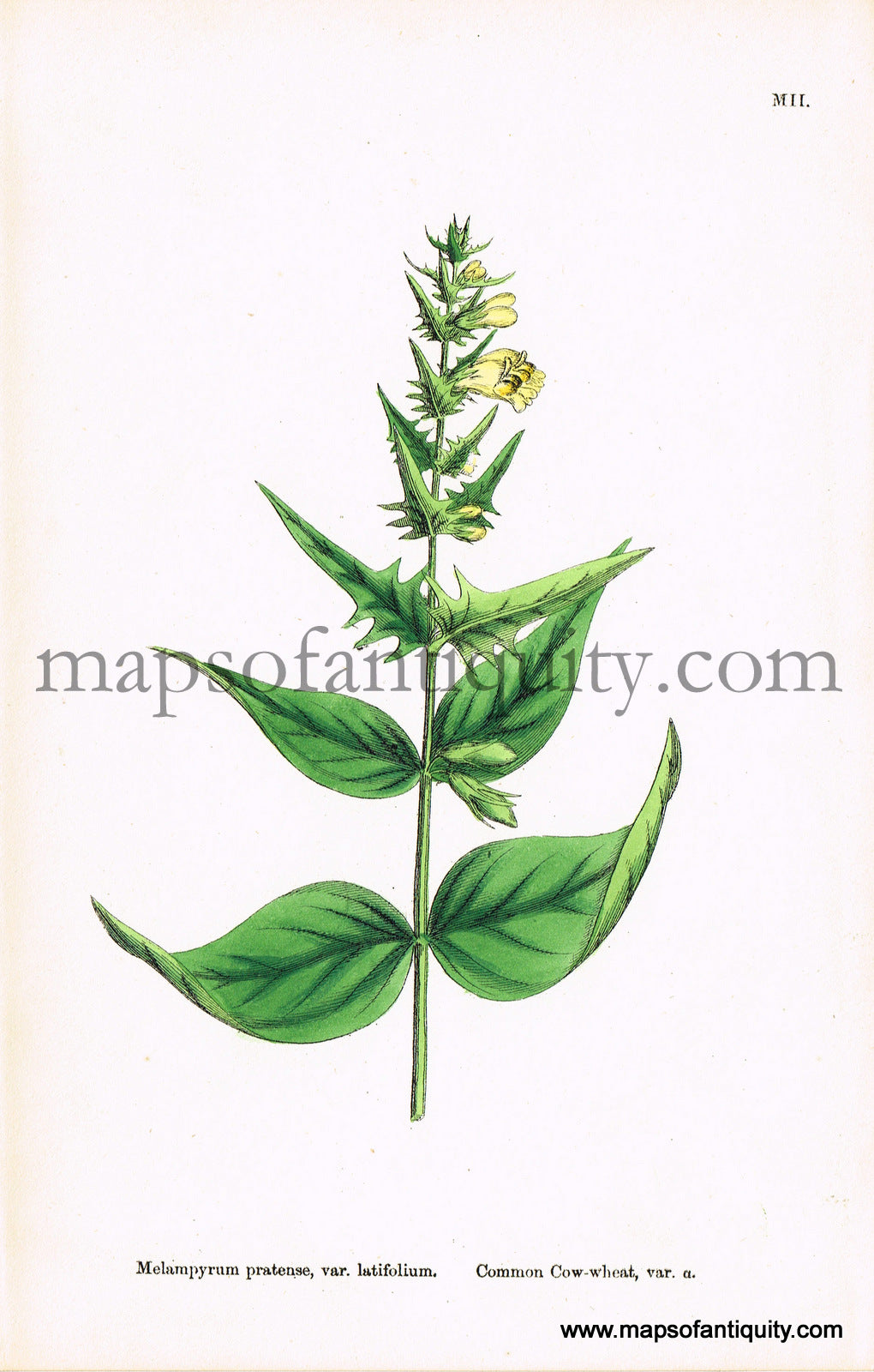 Antique-Hand-Colored-Print-Melampyrum-pratense-var.-latifolium-Antique-Prints-Natural-History-Botanical-c.-1860-Sowerby-Maps-Of-Antiquity