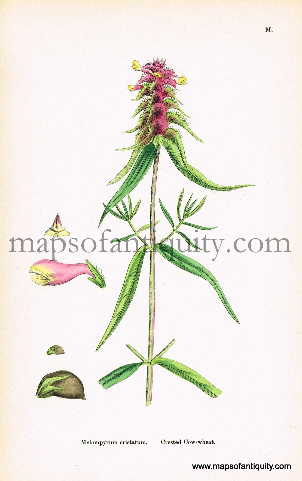 Antique-Hand-Colored-Print-Melampyrum-cristatum-Antique-Prints-Natural-History-Botanical-c.-1860-Sowerby-Maps-Of-Antiquity