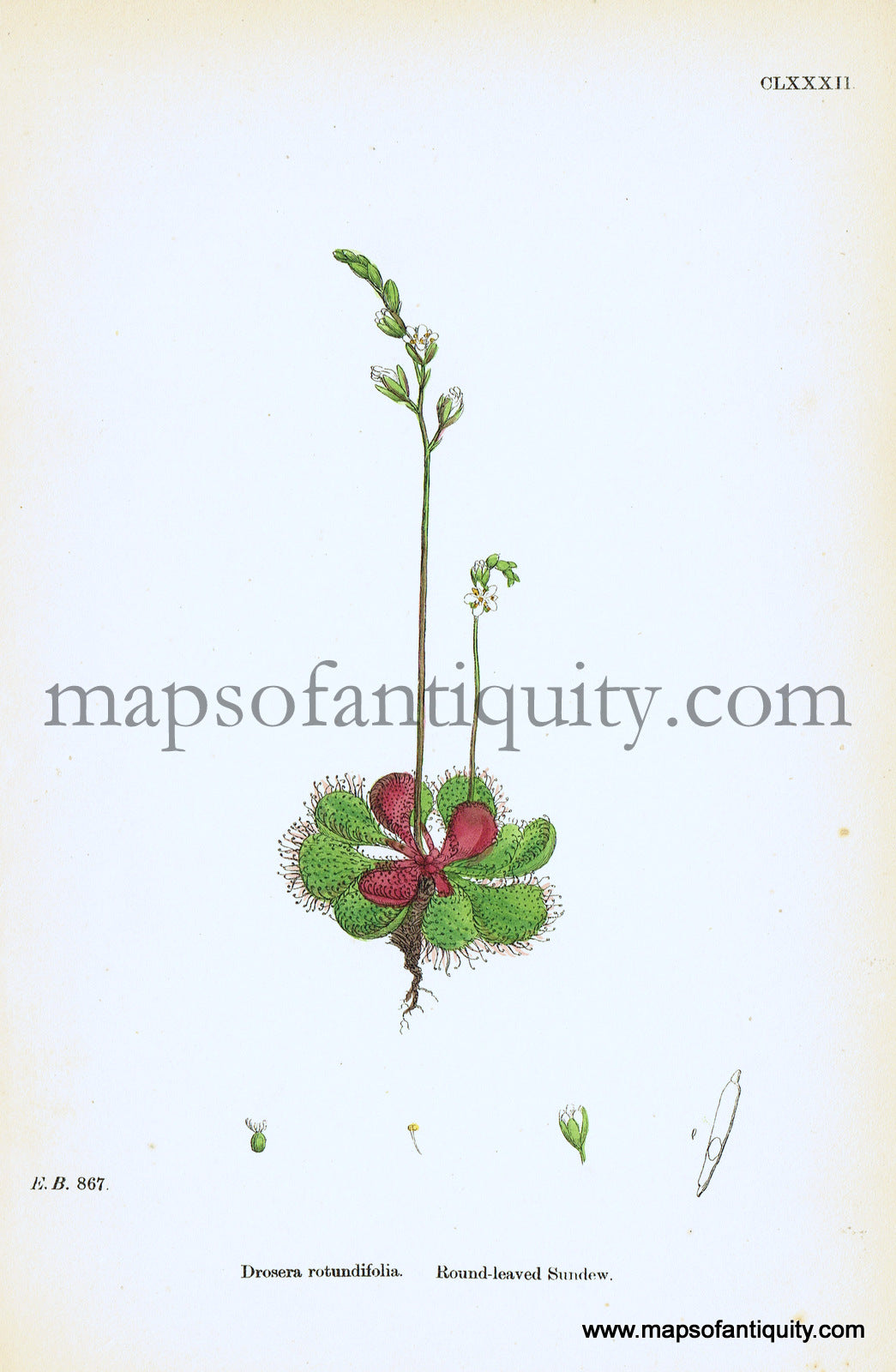 Antique-Hand-Colored-Print-Drosera-rotundifolia-Antique-Prints-Natural-History-Botanical-c.-1860-Sowerby-Maps-Of-Antiquity