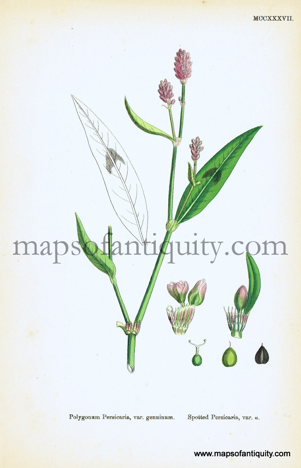 Antique-Hand-Colored-Print-Polygonum-persicaria-var.-genuinum.-Antique-Prints-Natural-History-Botanical-c.-1860-Sowerby-Maps-Of-Antiquity