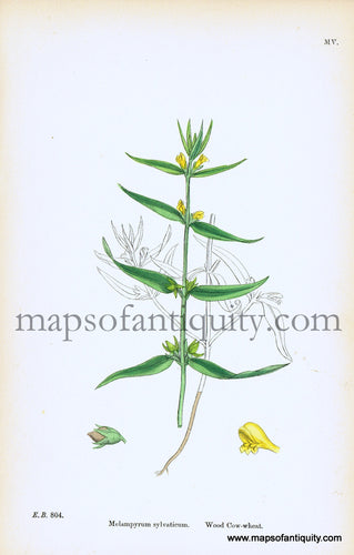 Antique-Hand-Colored-Print-Melampyrum-sylvaticum-Antique-Prints-Natural-History-Botanical-c.-1860-Sowerby-Maps-Of-Antiquity