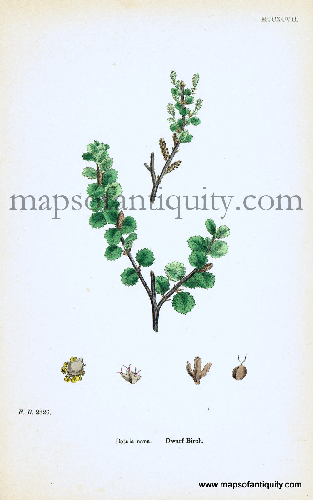 Antique-Hand-Colored-Print-Betula-nana-Antique-Prints-Natural-History-Botanical-c.-1860-Sowerby-Maps-Of-Antiquity