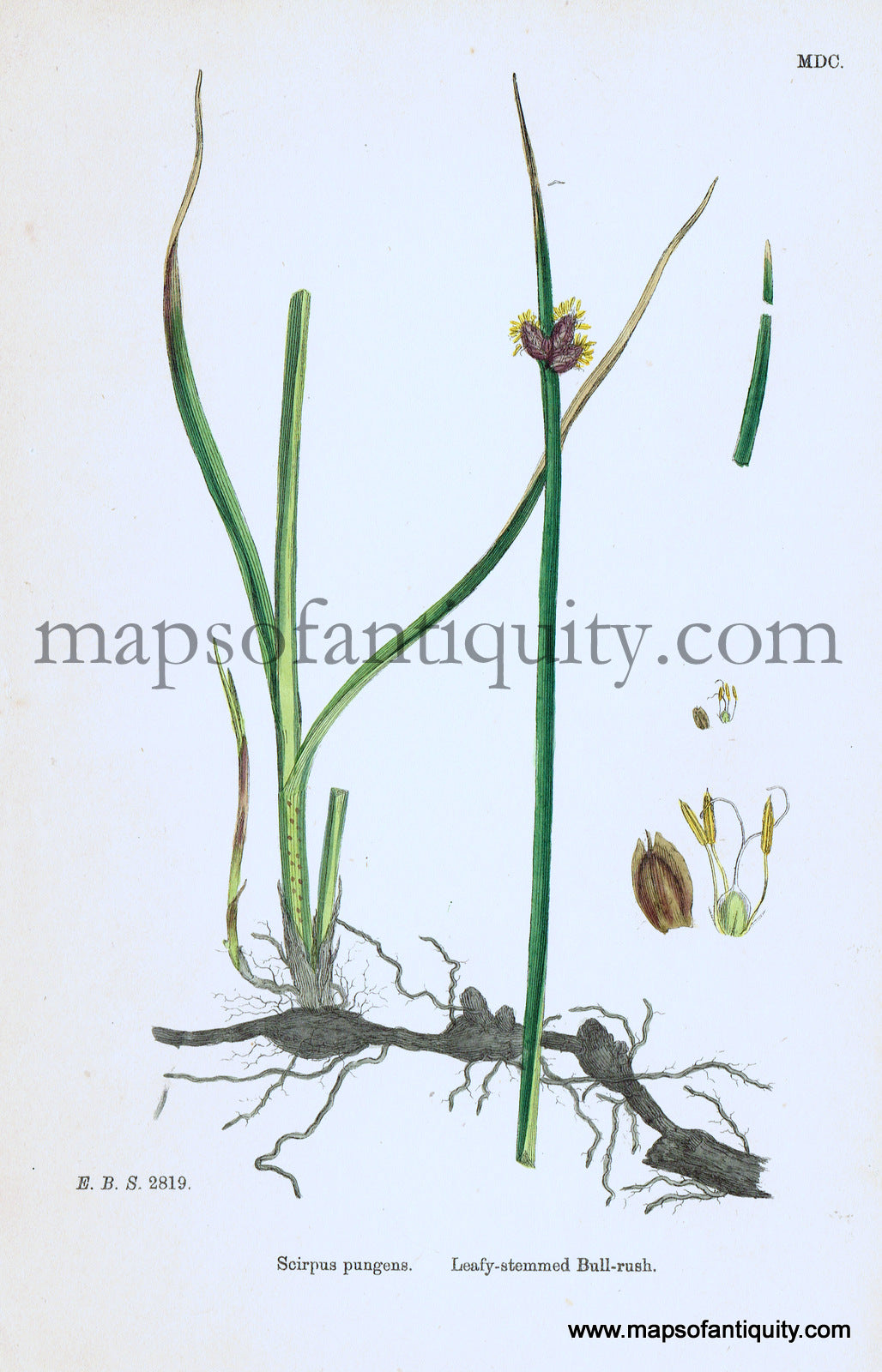 Antique-Hand-Colored-Print-Scirpus-pungens-Antique-Prints-Natural-History-Botanical-c.-1860-Sowerby-Maps-Of-Antiquity