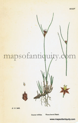 Antique-Hand-Colored-Print-Juncus-trifidus-Antique-Prints-Natural-History-Botanical-c.-1860-Sowerby-Maps-Of-Antiquity