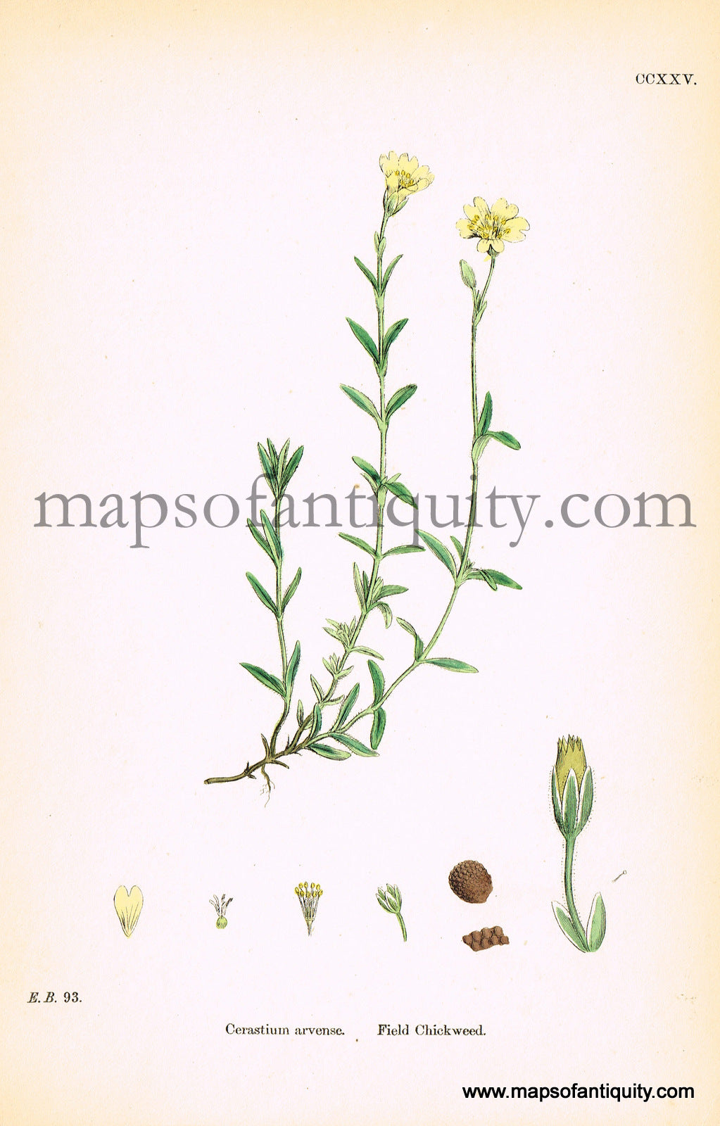 Antique-Hand-Colored-Print-Cerastium-arvense-Antique-Prints-Natural-History-Botanical-c.-1860-Sowerby-Maps-Of-Antiquity