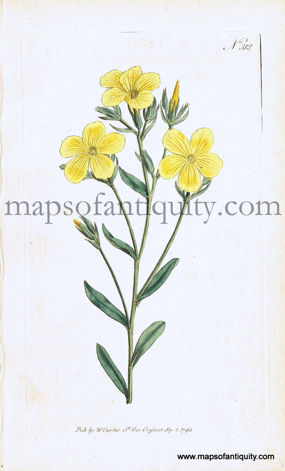 Antique-Hand-Colored-Print-Linum-Flavum--Yellow-Flax-Antique-Prints-Natural-History-Botanical-1795-Curtis-Maps-Of-Antiquity