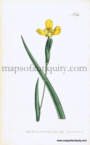 Antique-Hand-Colored-Print-Sisyrinchium-californicum-Antique-Prints-Natural-History-Botanical-1798-Curtis-Maps-Of-Antiquity